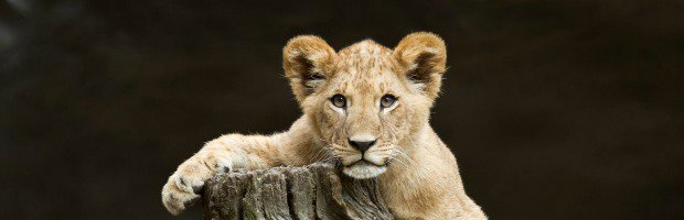 babies-lions-cubs-predator-wildlife-face-eyes-pov-1080p.jpg.jpe