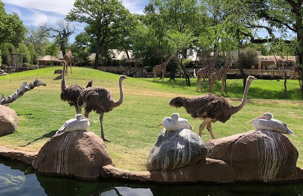 First Look: Fort Worth Zoo Opens Immersive New Exhibit - Fort Worth Magazine