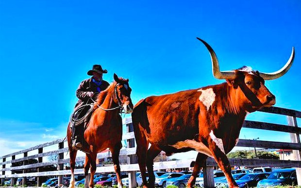 Fort Worth The Herd  Daily Cattle Drives