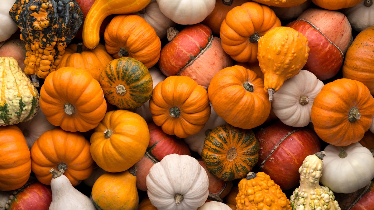 Pumpkin Everything - Fort Worth Magazine