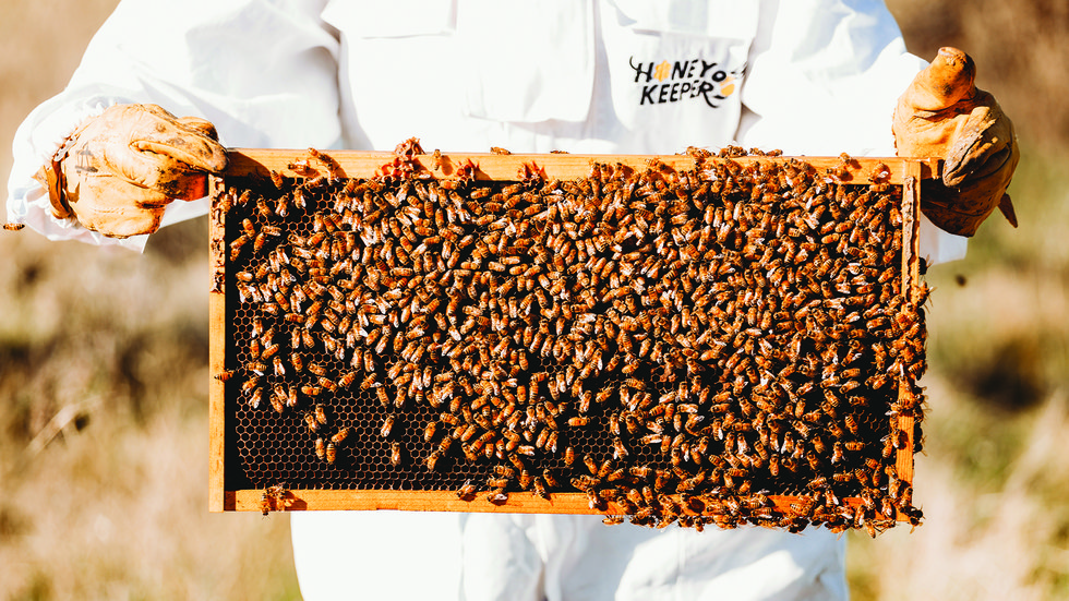 bees 2.jpg