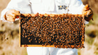 bees 2.jpg