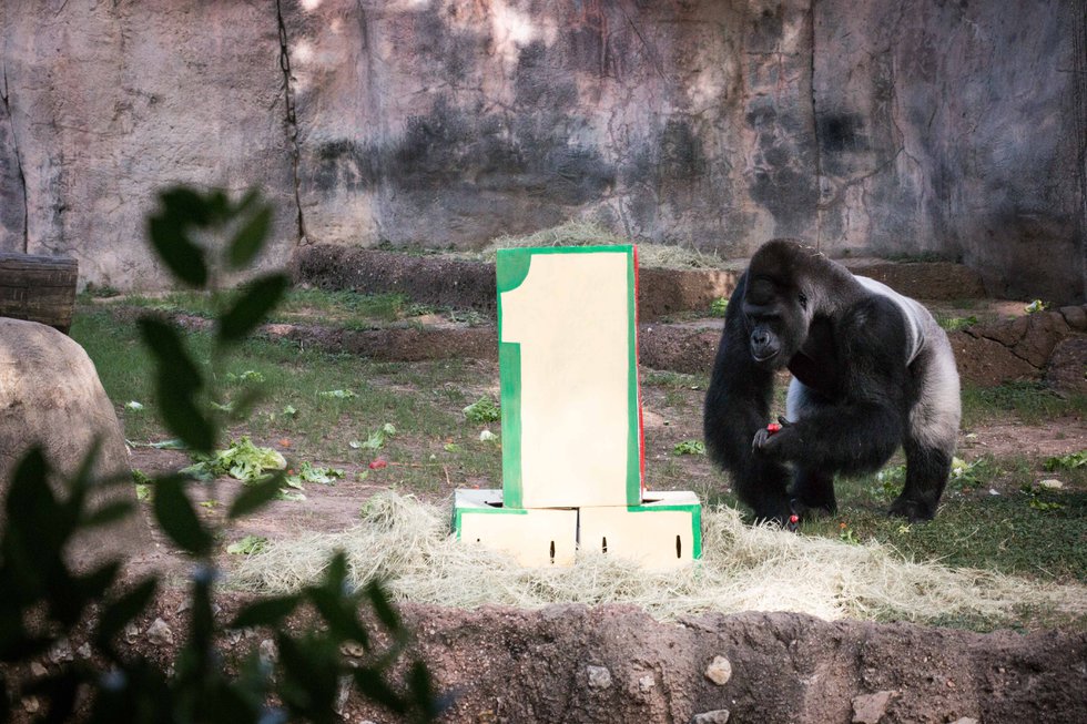 #1 Gorilla 3.jpg