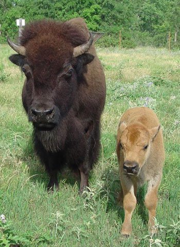 Nature Center calf with mother2.jpg.jpe