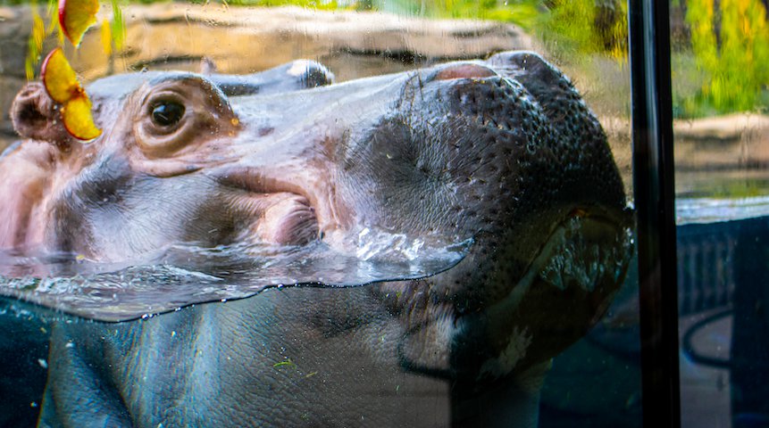 Fort Worth Zoo hippo