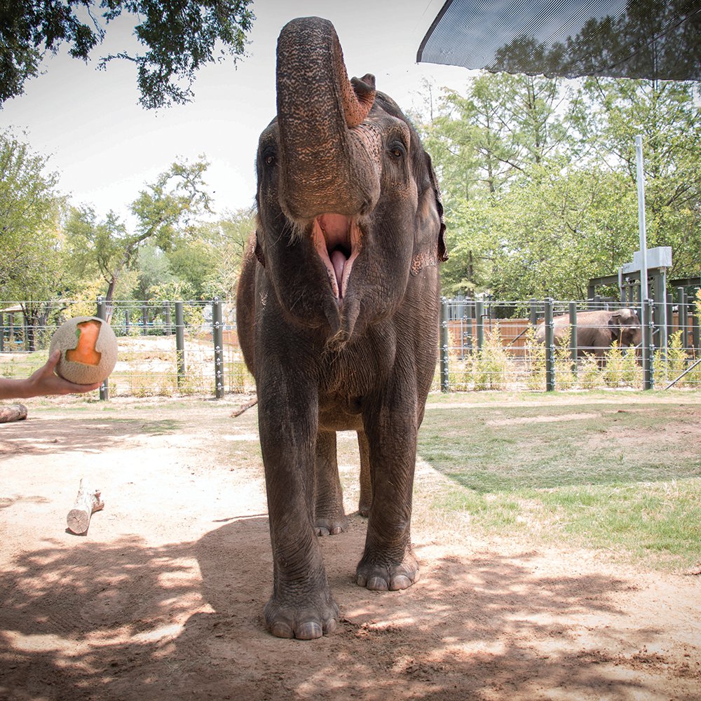 Fort Worth Zoo Set to Open Elephant Springs Exhibit on April 15
