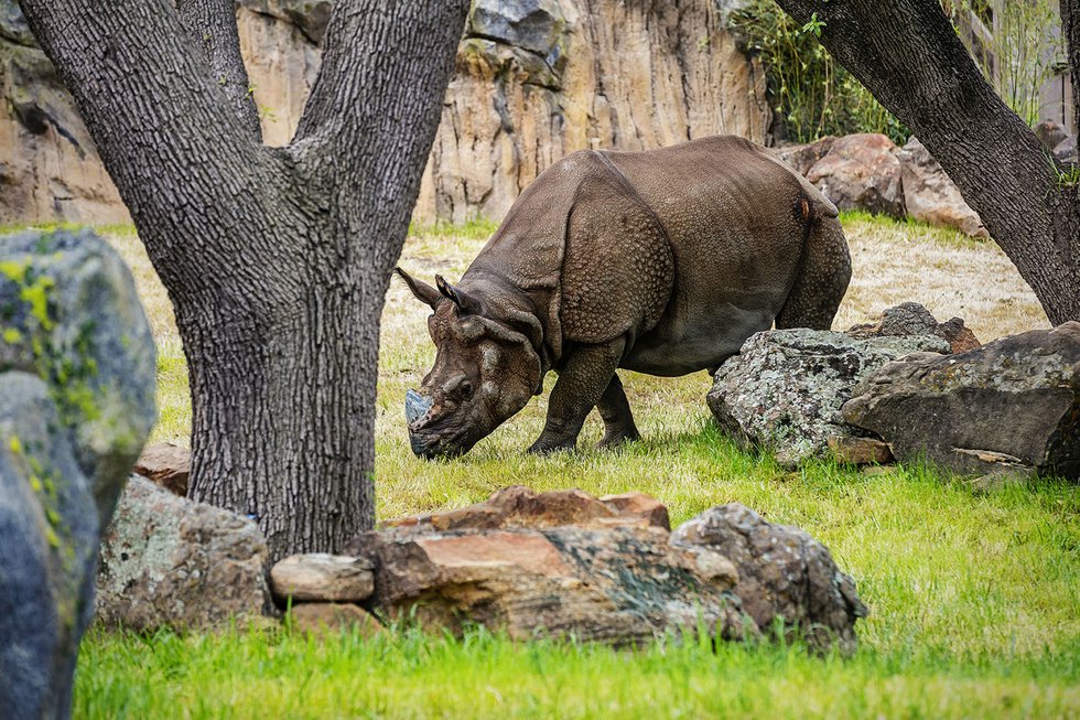 black rhino.jpg