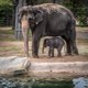 FW ZOO Baby Elephant 11.2021-20119.jpg