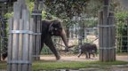 FW ZOO Baby Elephant 11.2021-20013.jpg