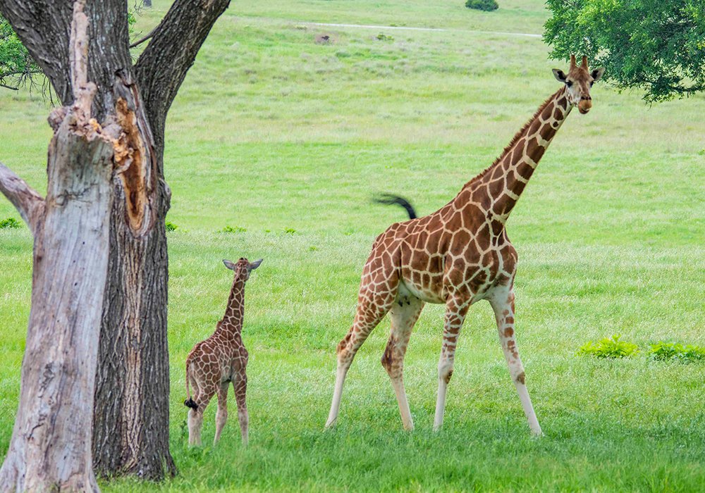 Fossil Rim and the Great Comeback - Fort Worth Magazine