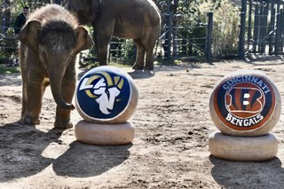 Hogle Zoo's Vulcan The Lion Predicts Super Bowl LVI Winner