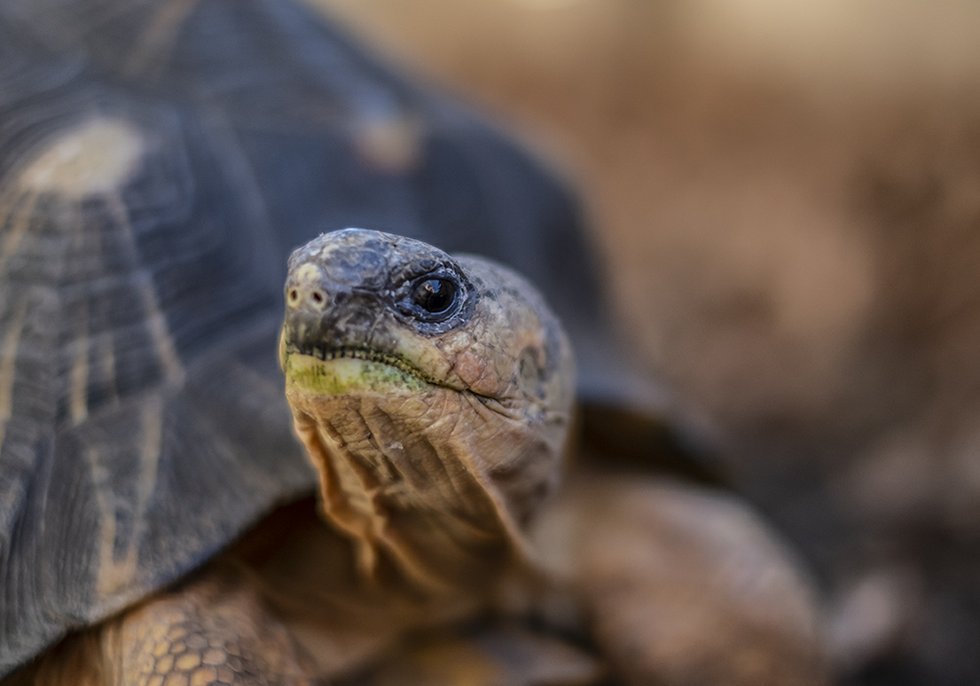 Hudson students give baby turtles a head start