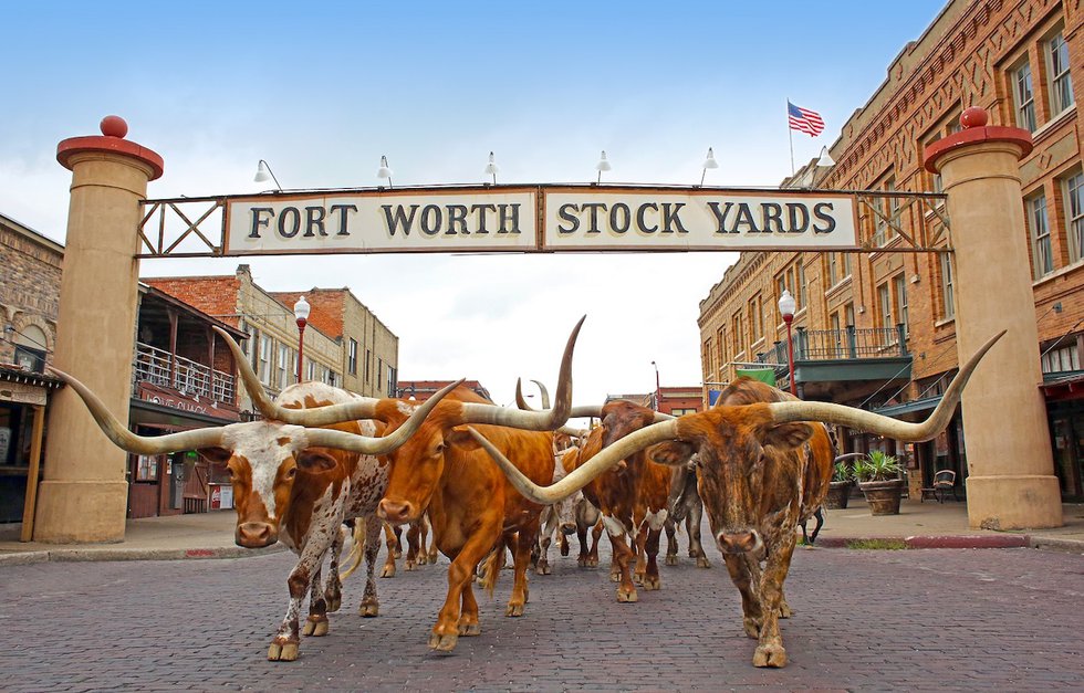 The Fort Worth Herd 1 - credit Visit Fort Worth.jpg