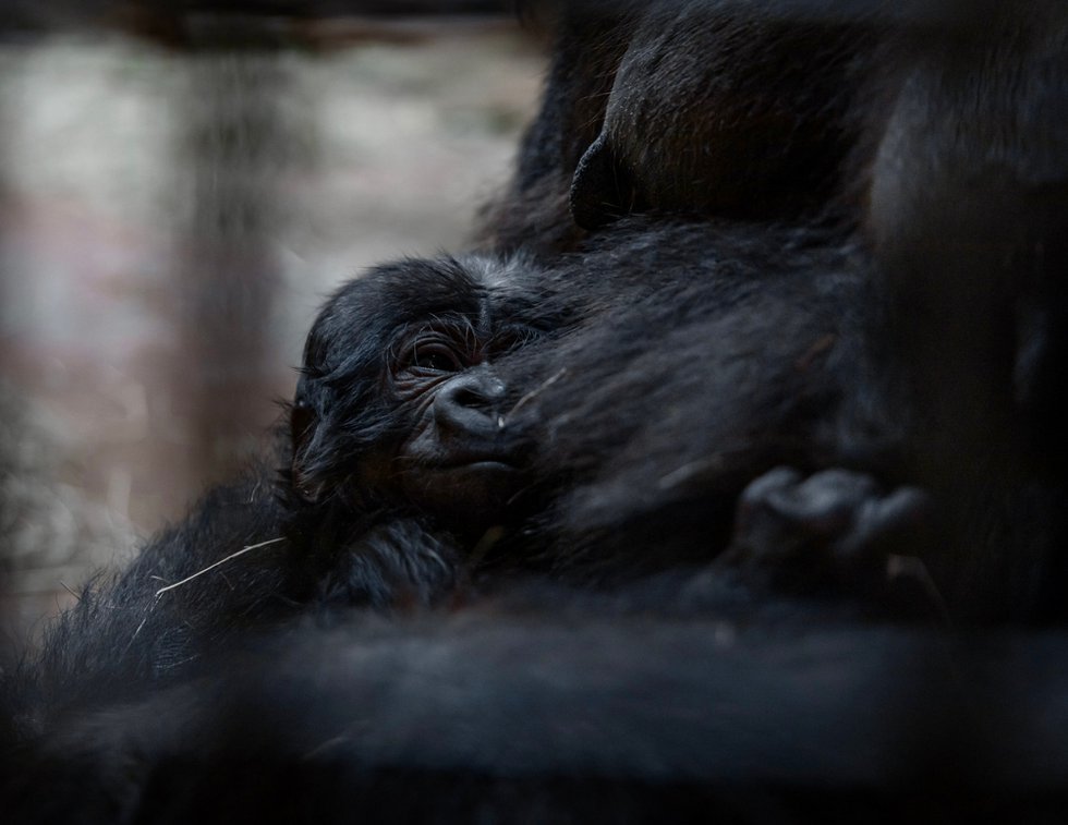 Gorilla baby 2 (1).jpg