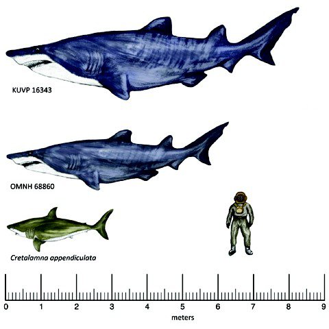 shark-fossil-social.jpg.jpe