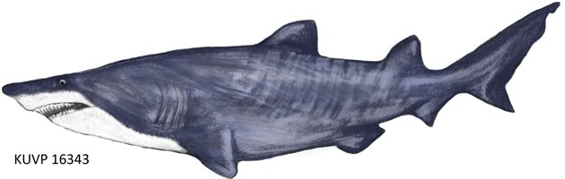 shark-fossil-topper.jpg.jpe