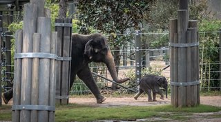 It's a Boy: Fort Worth Zoo Announces New Baby Elephant - Fort Worth Magazine