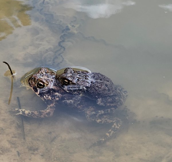 Houston toads - wild breeding pair (they could possibly be previously released Zoo tadpoles).png