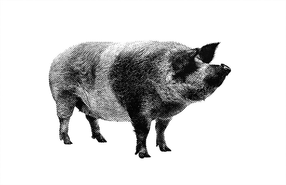 AS-Pig-HT.jpg