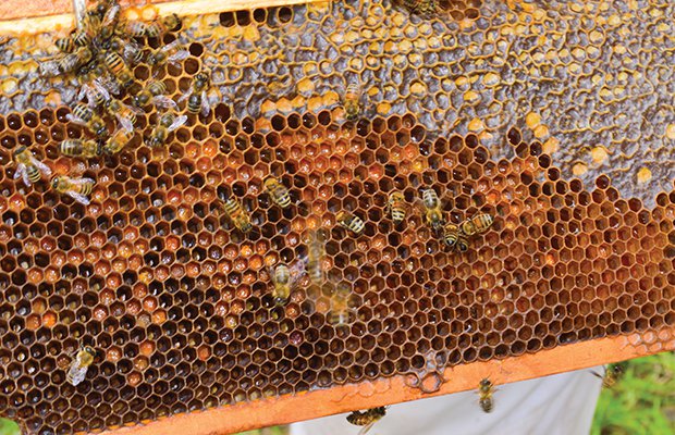 Farmers-bees(1).jpg.jpe