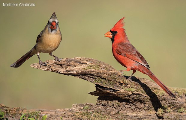 cardinals.jpg.jpe
