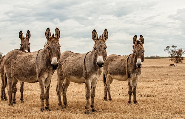 Donkeys - George Buxbaum.jpg.jpe
