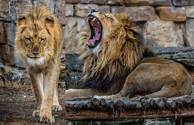 9 Quirky Zoo Residents You Need to Meet - Fort Worth Magazine