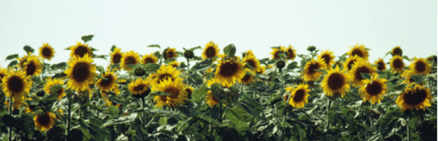 sunflowers1.gif